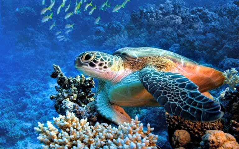 Sea turtle swimming over coral reef in Turtle Town snorkel tour, Hawaii.