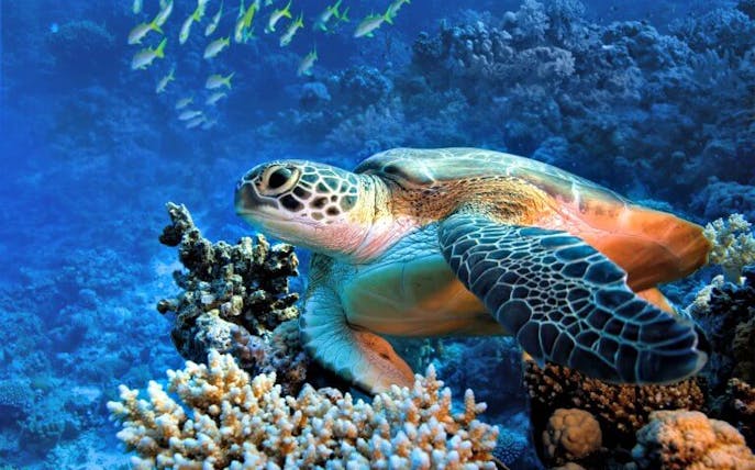 Sea turtle swimming over coral reef in Turtle Town snorkel tour, Hawaii.