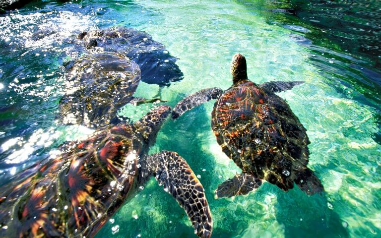 Turtles swimming in clear water during Turtle Town Snorkel Tour in Maui.