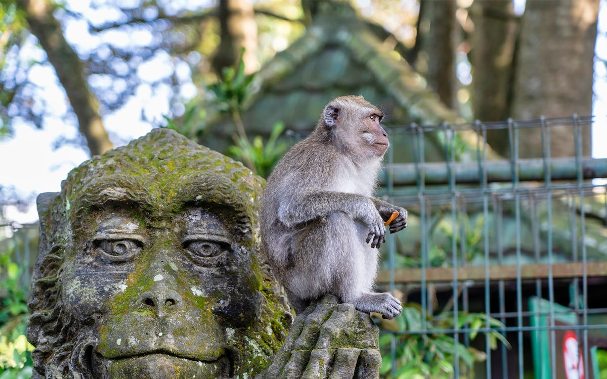 ubud bali tour and tanah lot temple sunset small group tour – full day-6 ubud bali tour and tanah lot temple sunset small group tour – full day-6
