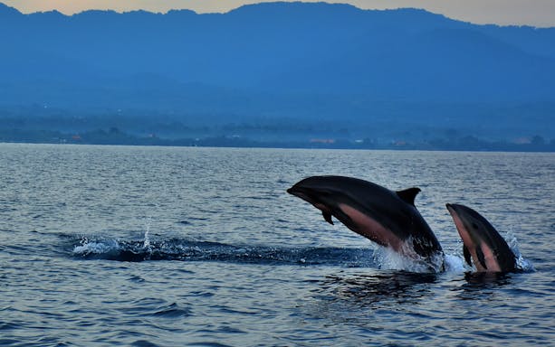 Dolphins leaping at sunrise in Lovina Beach, Bali.