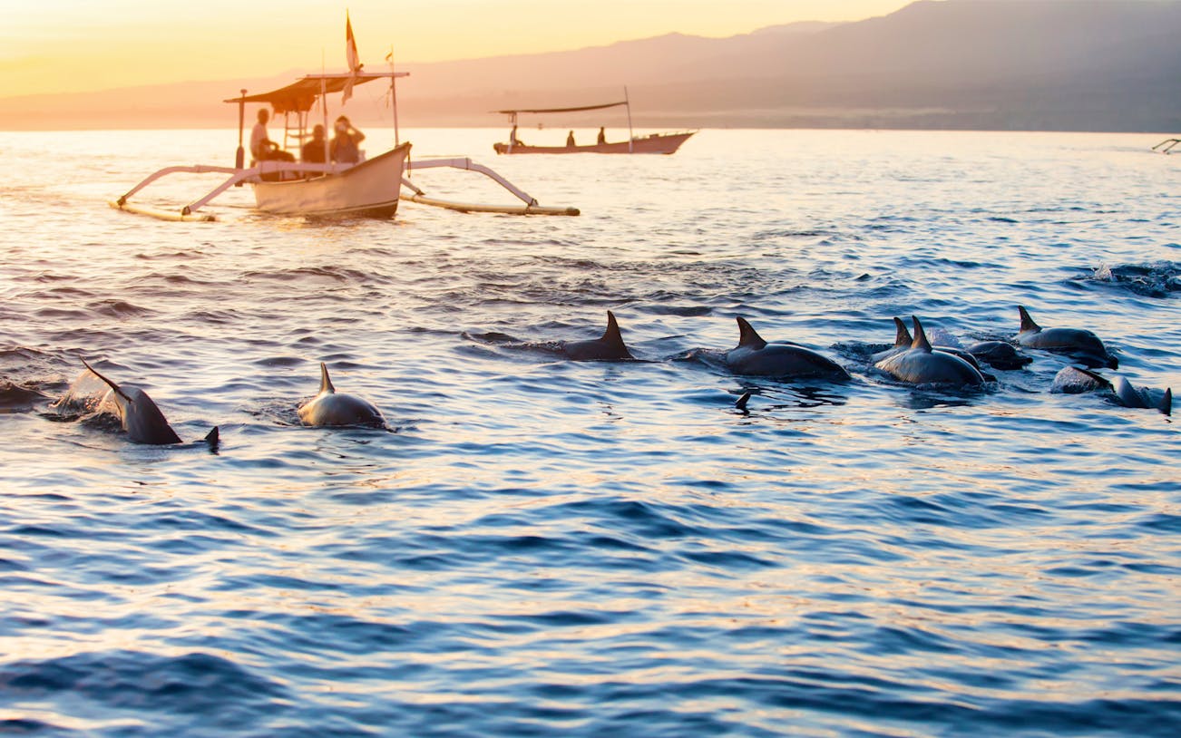 Dolphins swimming near boats at sunrise on Lovina Beach, Bali.