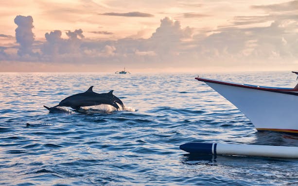 Dolphins swimming near a boat at sunrise on Lovina Beach, Bali.