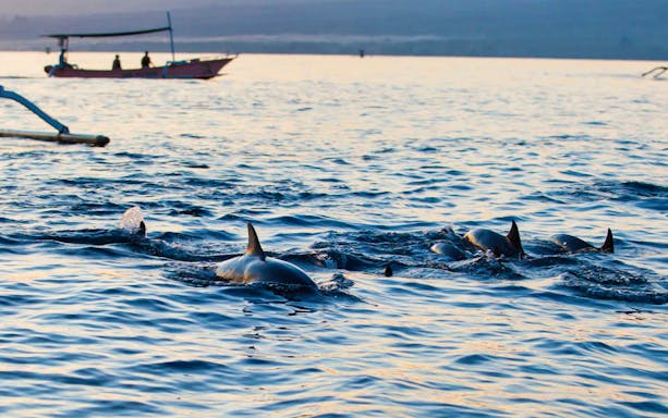 Dolphins swimming at sunrise near a boat at Lovina Beach, Bali.