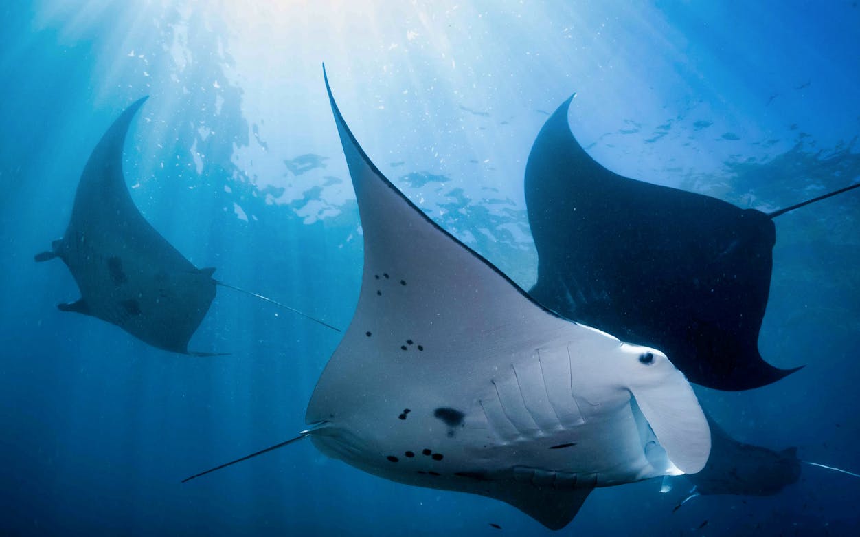 Manta rays swimming underwater during West Nusa Penida snorkeling tour.
