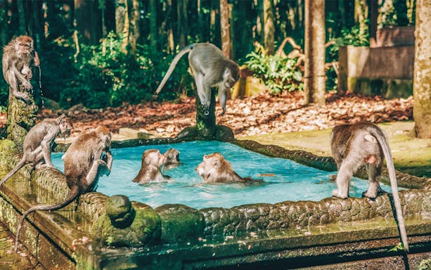 Monkeys playing in a stone pool at a forest near Ulun Danu Temple, Bali.