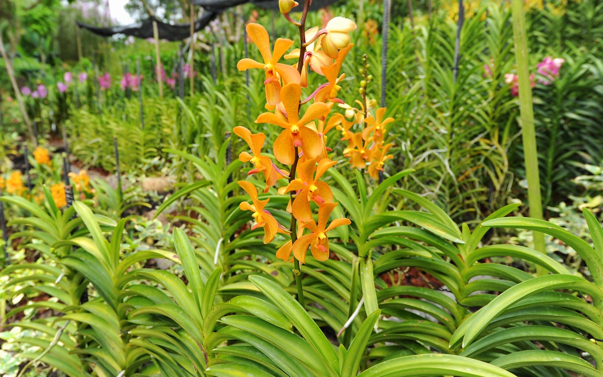 Orange orchids in bloom at the National Orchid Garden, surrounded by lush greenery.
