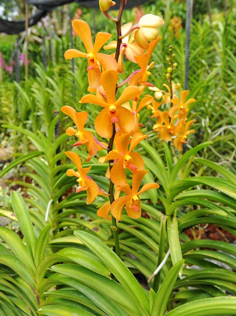 Orange orchids in bloom at the National Orchid Garden, surrounded by lush greenery.