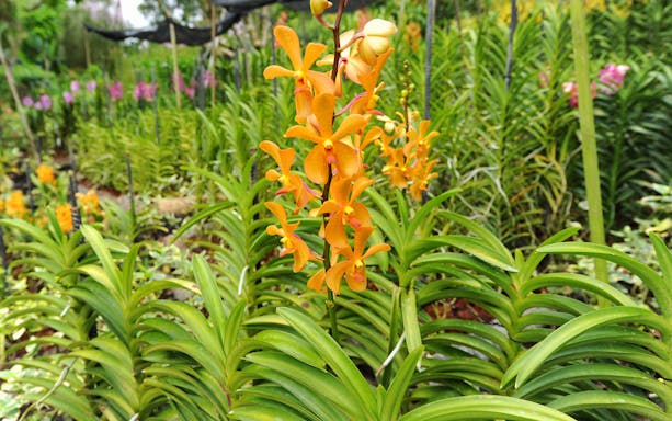 Orange orchids in bloom at the National Orchid Garden, surrounded by lush greenery.