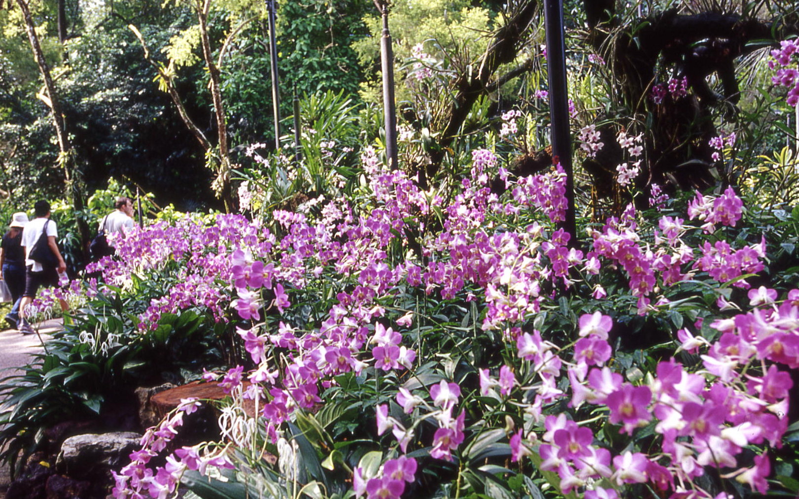 Orchids in bloom at National Orchid Garden, Singapore, with visitors walking nearby.