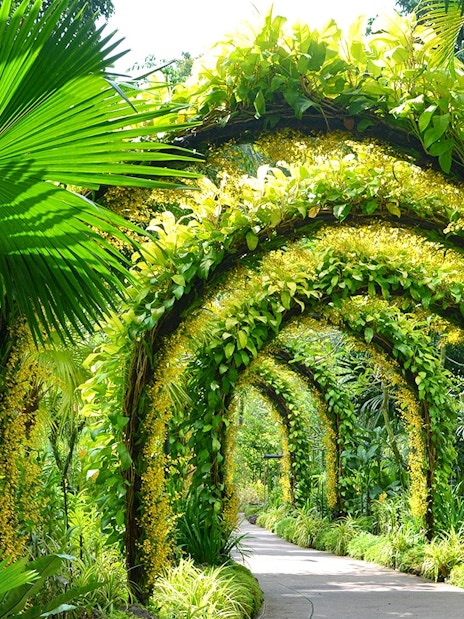 Pathway through lush arches at National Orchid Garden, Singapore.