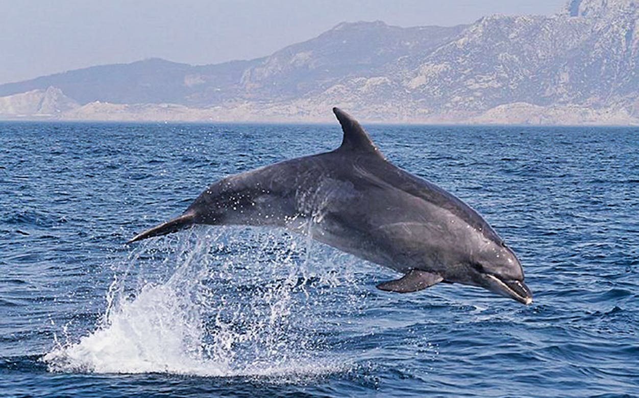 Dolphin leaping from the water during a Tarifa whale watching day trip.