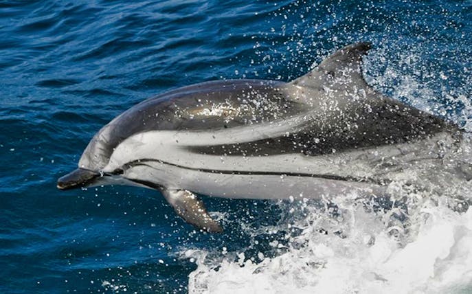 Dolphin leaping from the water during Tarifa Whale Watching Day Trip.