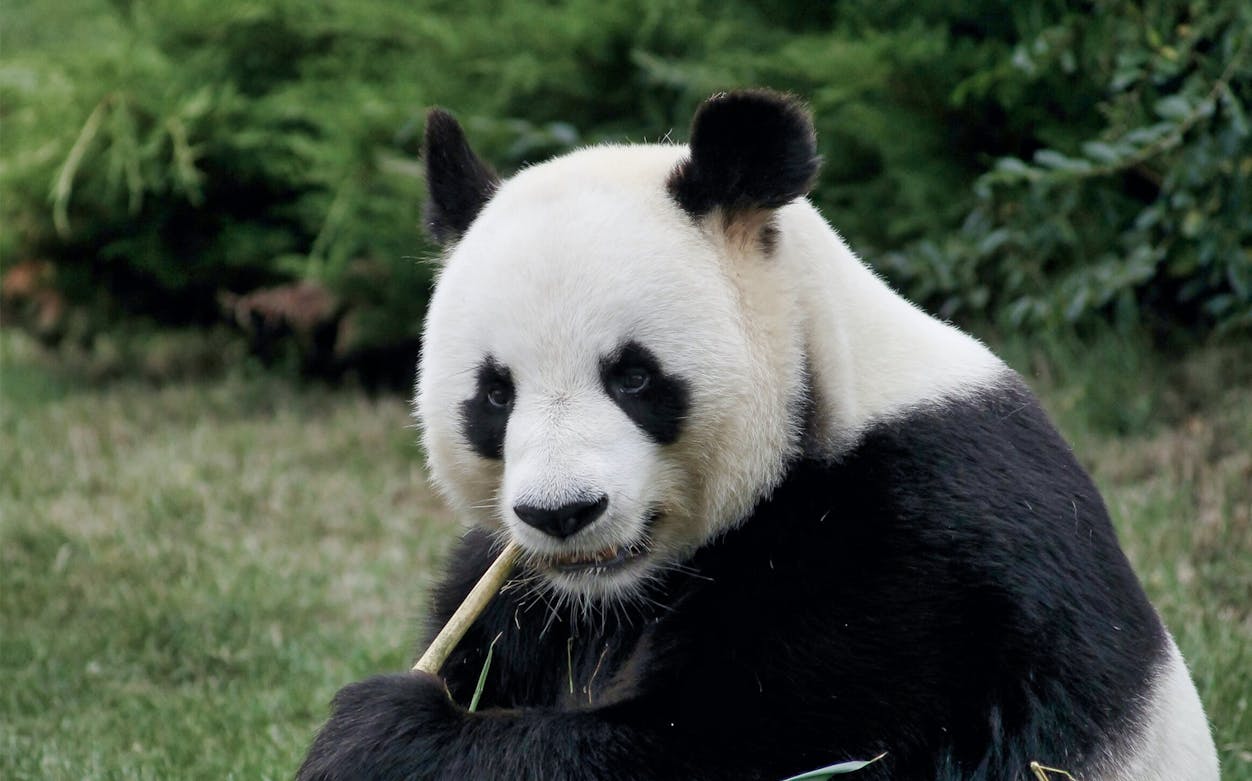 Panda eating bamboo at ZooParc de Beauval.