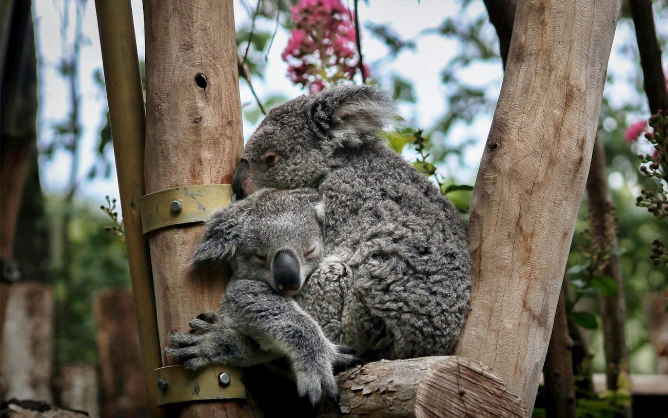 Koalas cuddling on a tree at ZooParc de Beauval.