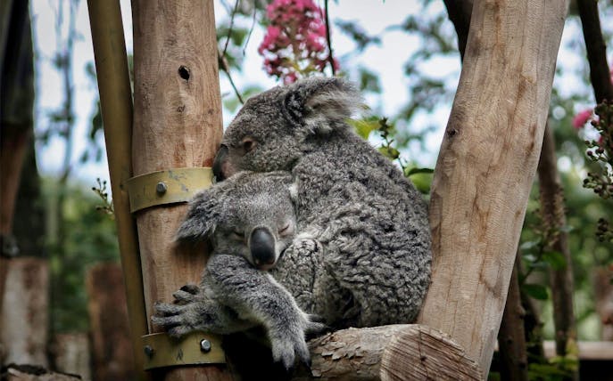 Koalas cuddling on a tree at ZooParc de Beauval.
