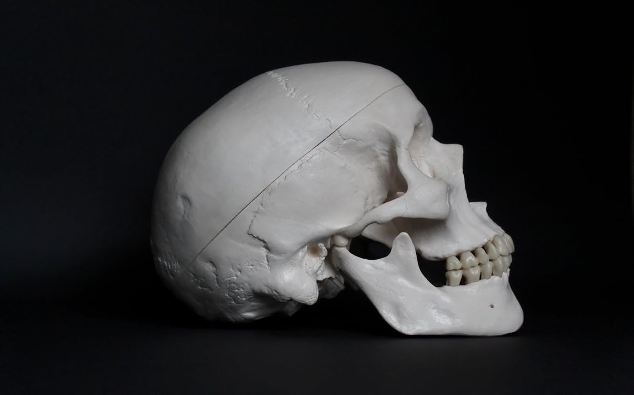 Skull exhibit at Musée de l'Homme, Paris, skip the line entrance.