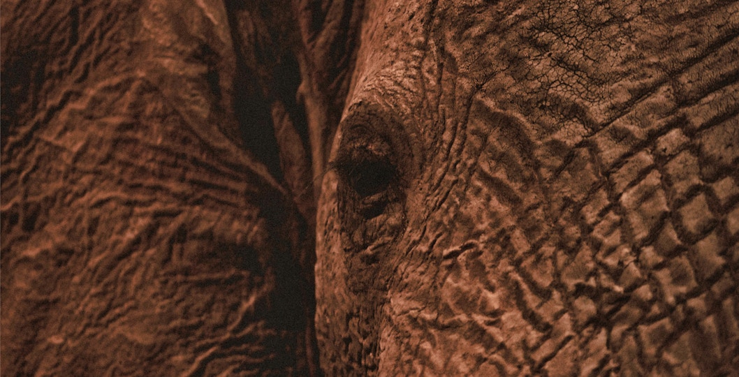 Gallery of Evolution