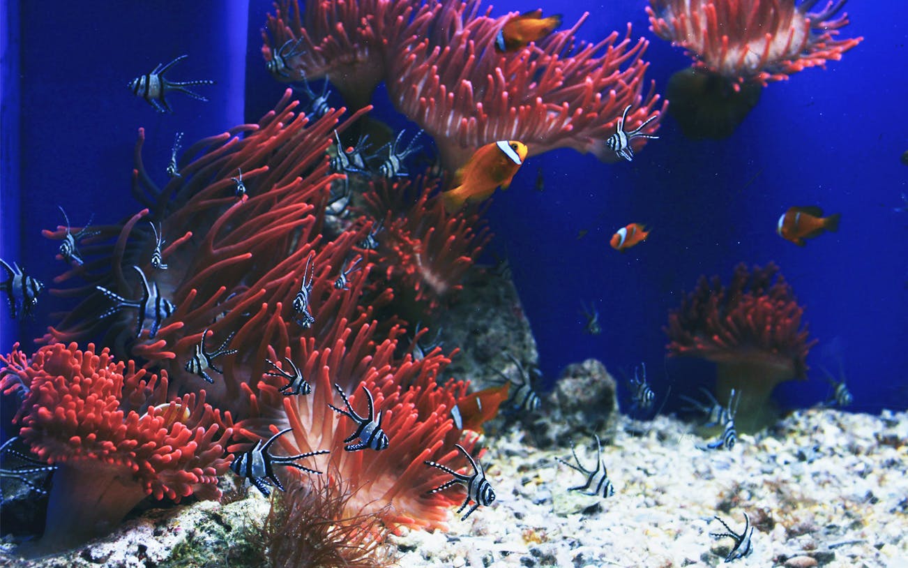 Colorful fish swimming among coral at Genoa Aquarium.