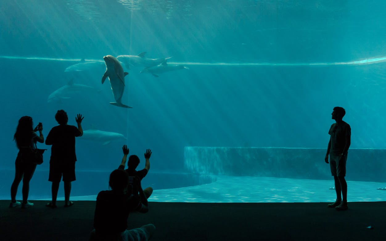 Visitors watching dolphins at Genoa Aquarium.