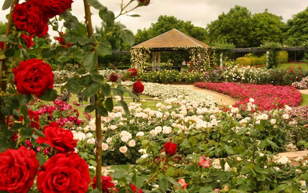 Rose garden with gazebo at Hunter Valley Gardens, Australia.