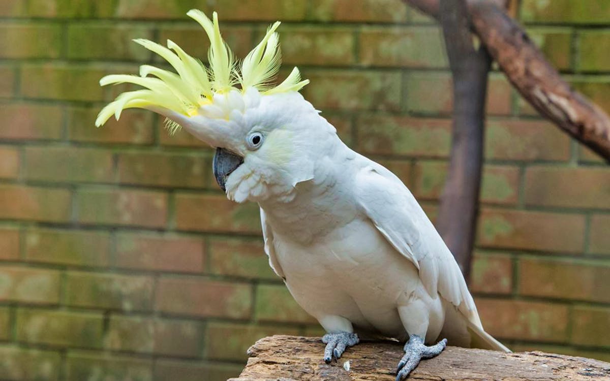 tickets to koala park sanctuary-6 tickets to koala park sanctuary-6