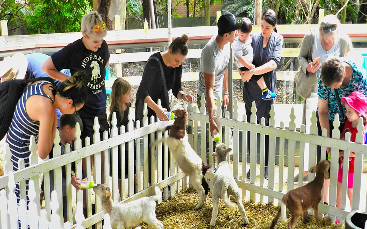tickets to koala park sanctuary-10 tickets to koala park sanctuary-10