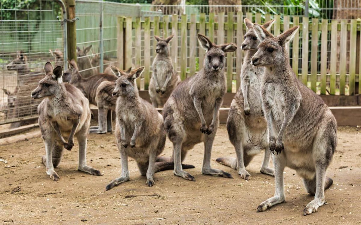 tickets to koala park sanctuary-7 tickets to koala park sanctuary-7