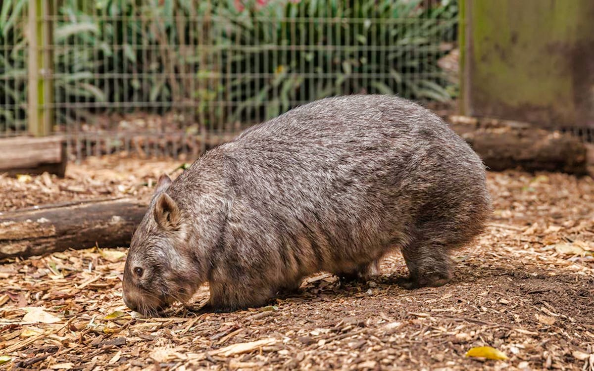 tickets to koala park sanctuary-5 tickets to koala park sanctuary-5