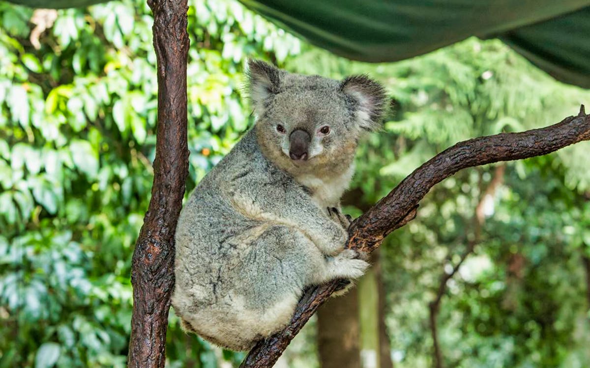 tickets to koala park sanctuary-2 tickets to koala park sanctuary-2