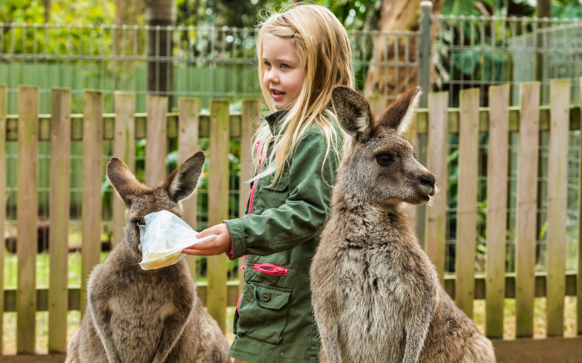 tickets to koala park sanctuary-9 tickets to koala park sanctuary-9