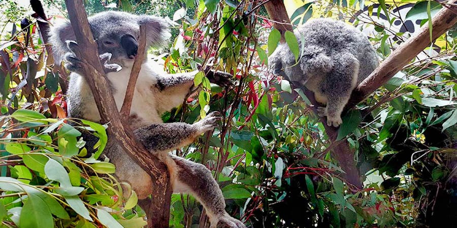Sydney in November - Sydney Skydive