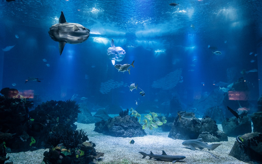 Underwater scene at Lisboa's Oceanário with diverse fish and marine life.