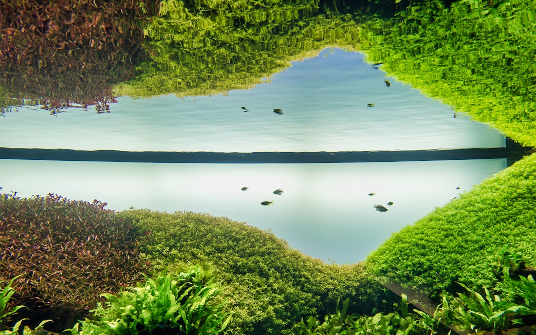 Underwater view of fish swimming among lush aquatic plants at Lisboa's Oceanário.