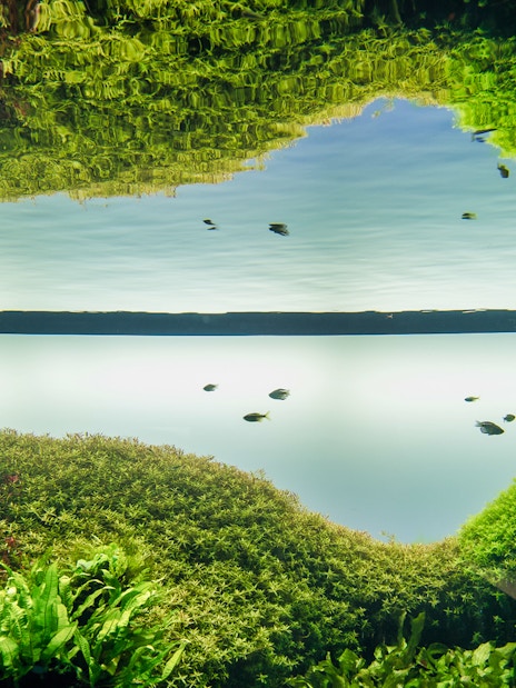Underwater view of fish swimming among lush aquatic plants at Lisboa's Oceanário.
