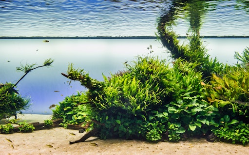 Underwater scene with lush aquatic plants and small fish at Lisboa's Oceanário.
