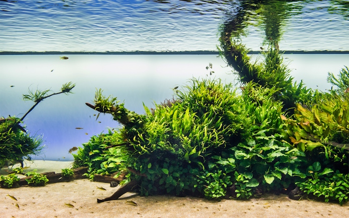 Underwater scene with lush aquatic plants and small fish at Lisboa's Oceanário.