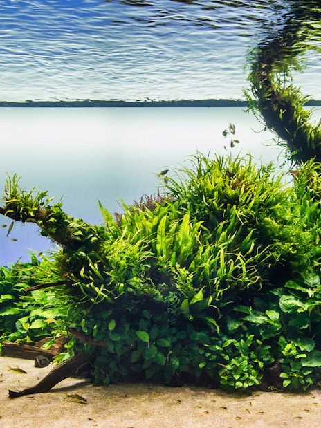 Underwater scene with lush aquatic plants and small fish at Lisboa's Oceanário.
