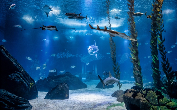 Lisboa Oceanário marine life with diverse fish and sea plants.