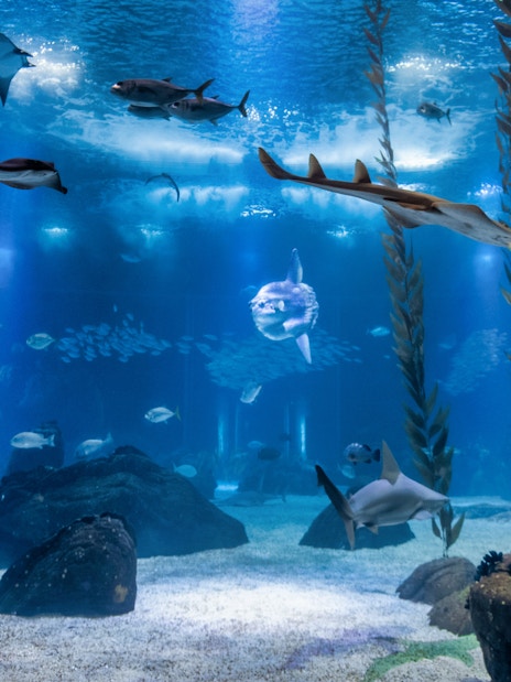 Lisboa Oceanário marine life with diverse fish and sea plants.