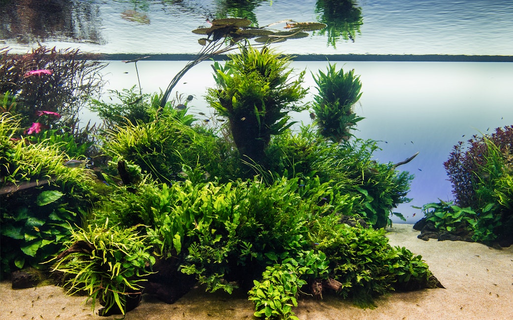 Underwater plants and fish at Lisboa's Oceanário.