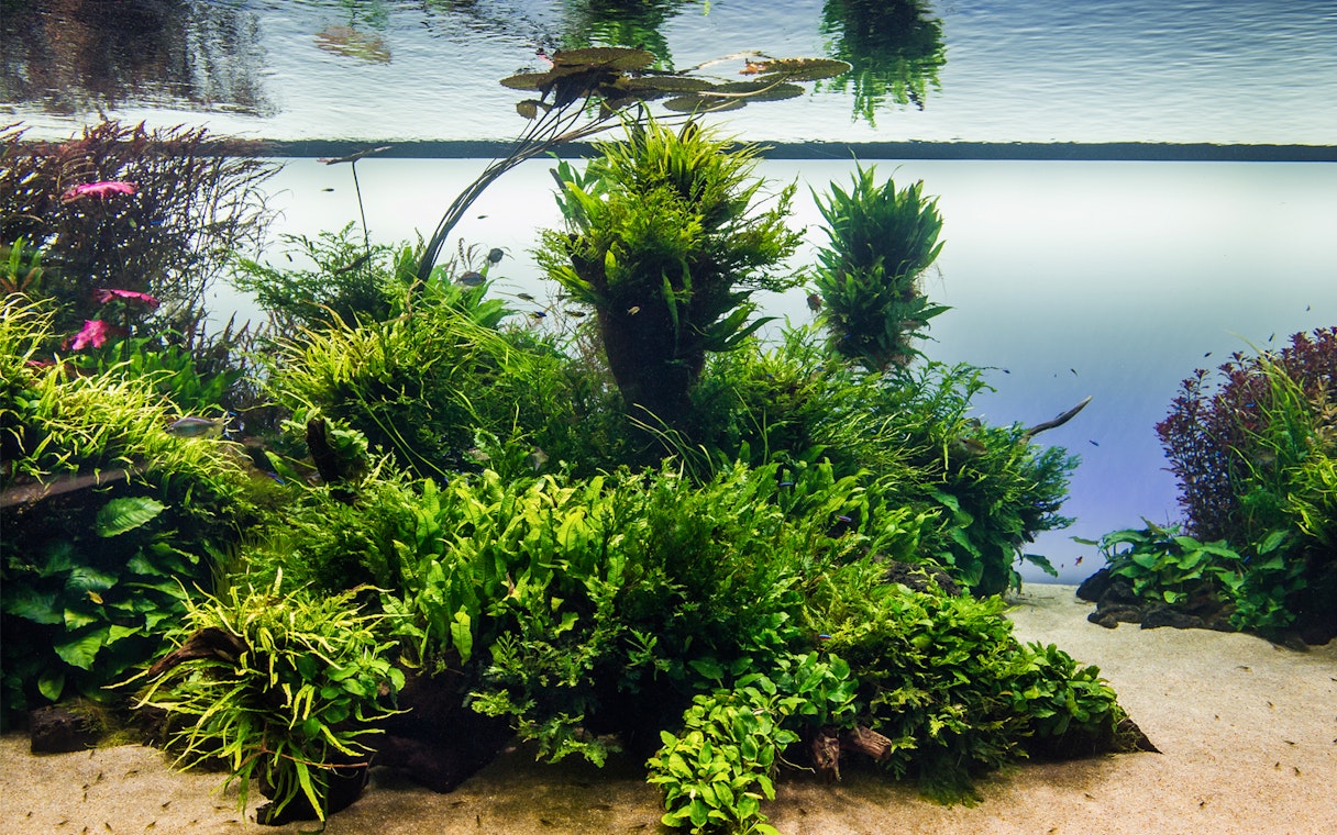 Underwater plants and fish at Lisboa's Oceanário.