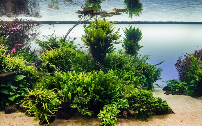 Underwater plants and fish at Lisboa's Oceanário.