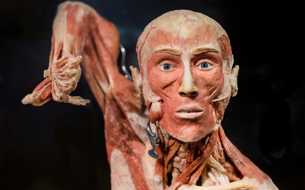 Human anatomical exhibit at Body Worlds Amsterdam, showcasing muscle structure.