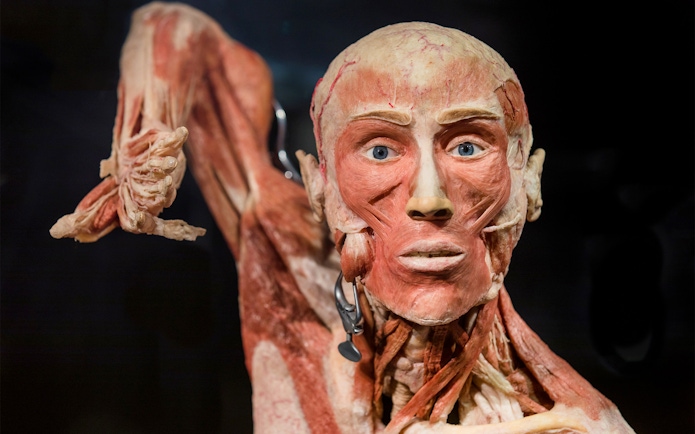 Human anatomical exhibit at Body Worlds Amsterdam, showcasing muscle structure.