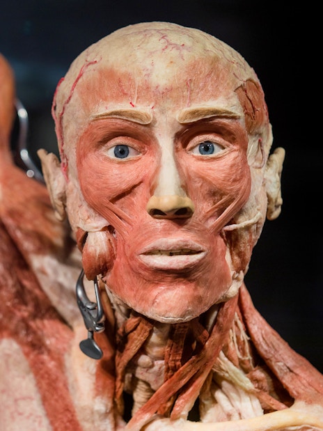 Human anatomical exhibit at Body Worlds Amsterdam, showcasing muscle structure.