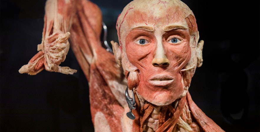 Body Worlds Museum Berlin Tickets
