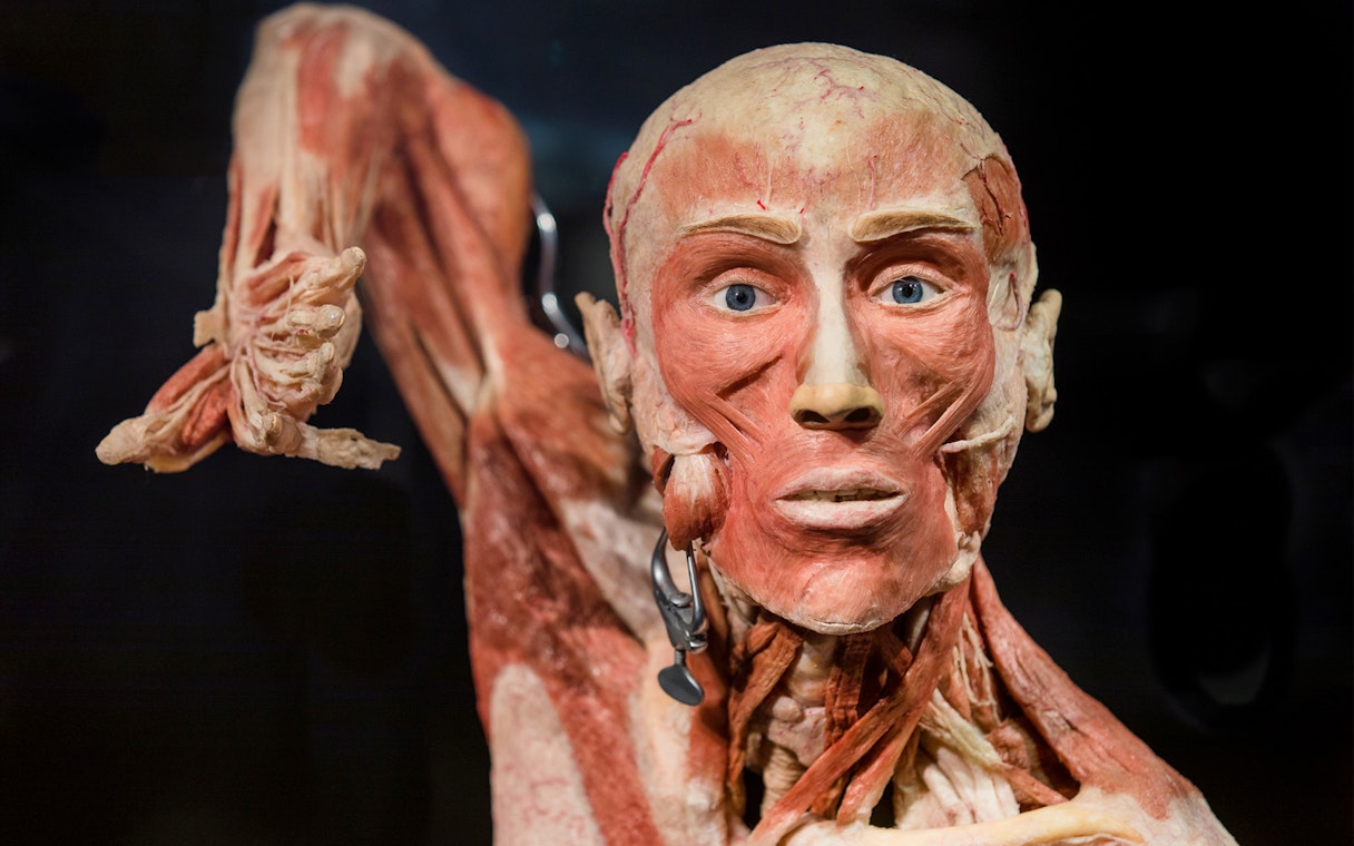 Human anatomical exhibit at Body Worlds Amsterdam, showcasing muscle structure.