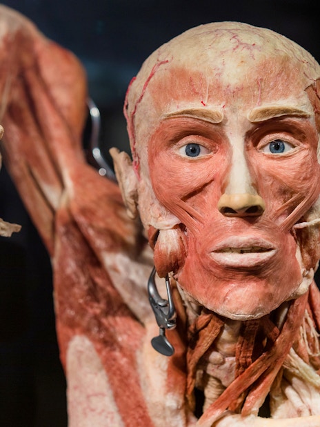 Human anatomical exhibit at Body Worlds Amsterdam, showcasing muscle structure.