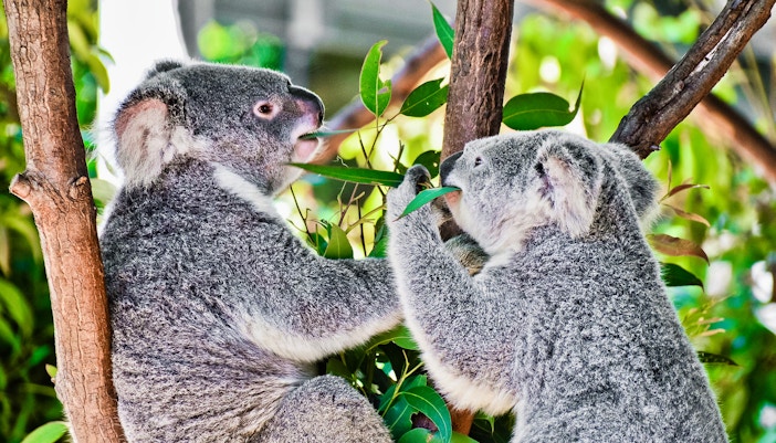 Koala resting in a tree at Currumbin Wildlife Sanctuary, Gold Coast, Australia.